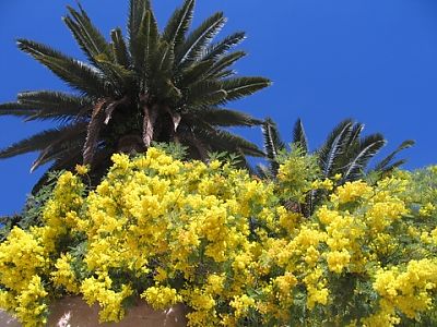 Уроки фламенко, Гранада