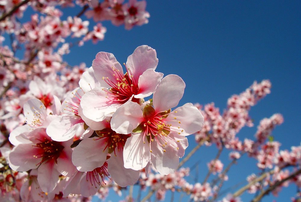 Almond Blossom in Andalusia