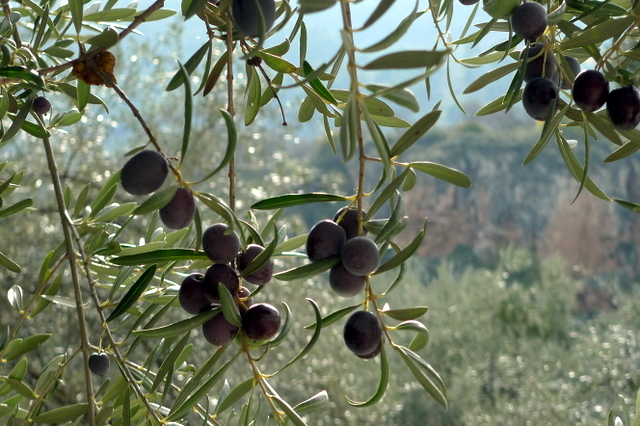 Olive trees Granada