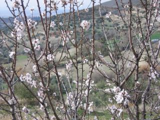 Almond trees